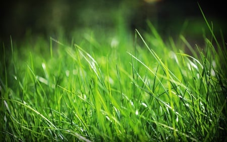 Just Grass - beautiful, nature, green, grass