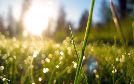 Grass And Drops - water, nature, beautiful, green, drops, grass, drops of water