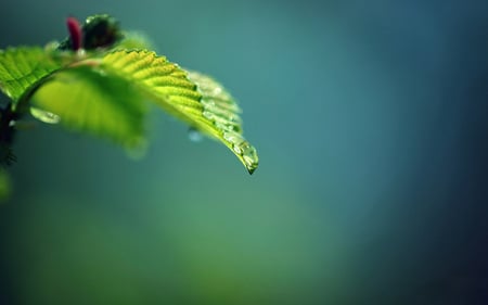 Leaf - nature, beautiful, green, photography, leaf, leaves