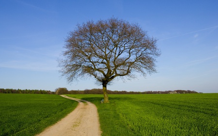 Only A Tree - sky, road, beautiful, fields, trees, nature, green, grass