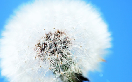 Dandelion - white, sky, dandelion, beautiful, flowers, nature