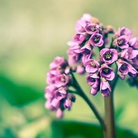 Purple Flowers