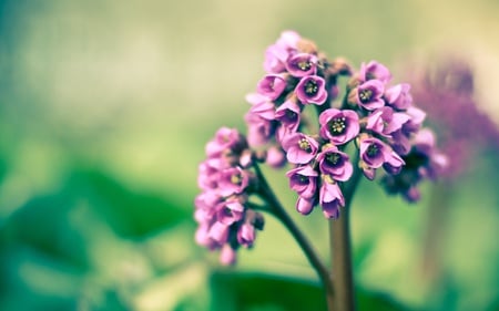 Purple Flowers - nature, purple, beautiful, photography, flowers, purple flowers