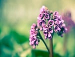 Purple Flowers