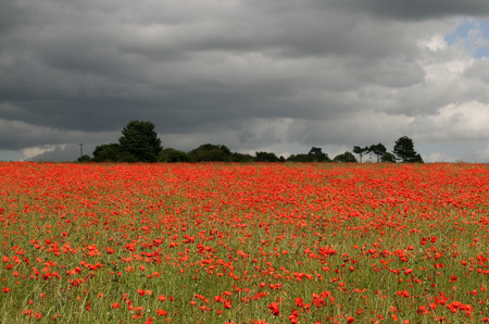 poppies & clouds - clouds, poppies, red, field, sky