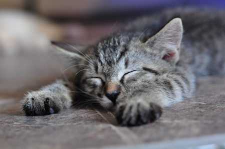 good night..... - grey tiger, night, sleeping, kitten