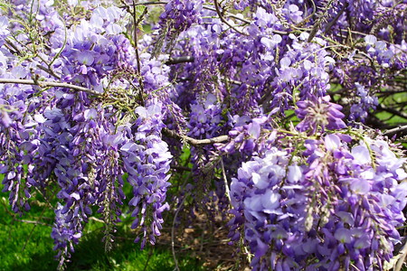 purple glicinia - nature, wisteria, purple, glicinia, flowers, spring