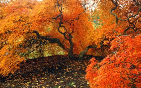 wonderful nature - fall, beauty, leaves, yellow, scenery, photography, orange, woods, tree, autumn