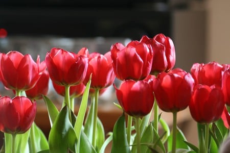 tulip row - nature, red, tulips, flowers, row, spring