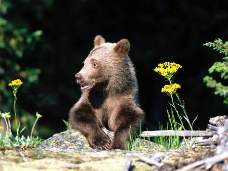 It's A hard Life - flowers, bear, animal, cub, grizzly, bears, animals