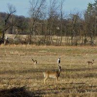 columbus county,wisconsin, deer,spring