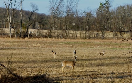 columbus county,wisconsin, deer,spring - country scene, wisconsin, columbus county, deer