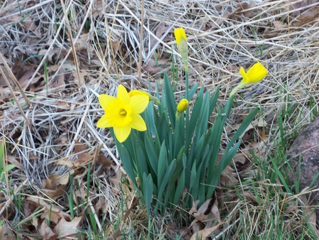 Springbreak - daffodils, spring flowers, flowers, spring