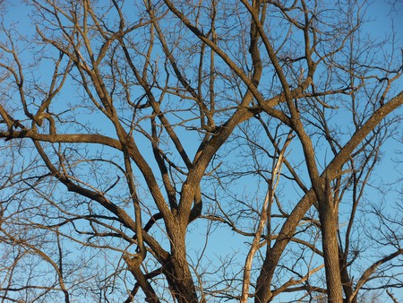 majestictree - spring, walnut tree, nature, tree