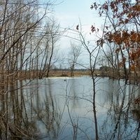 spring pond