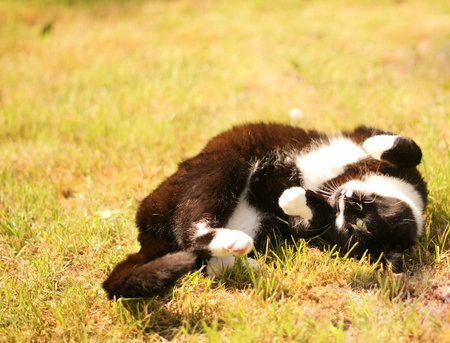 playing in the sun - kitty, funny, lovely, cute, kitten