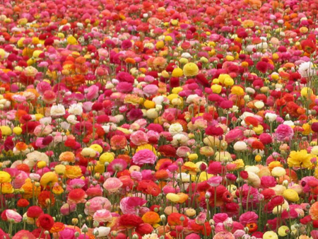 colourful field - nature, field, flowers, colourful