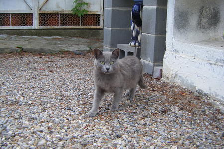 Gem - cats, beauty, grey, animals