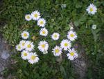 Daisies from Bulgaria