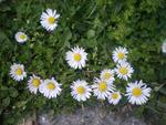 Daisies in Bulgaria