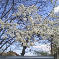 Spring in Bulgaria