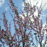 Spring in Bulgaria