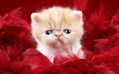 Red sweety cat - pet, funny, red, little, sweet, cat, animals, kitty