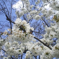 Spring in Bulgaria