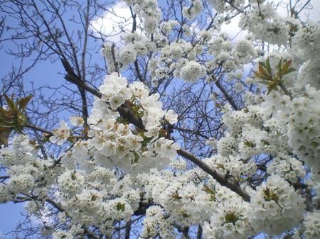 Spring in Bulgaria - nice, photos, spring, nature, bulgaria