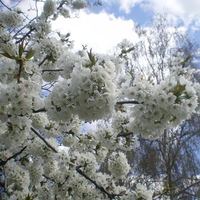 Spring in Bulgaria