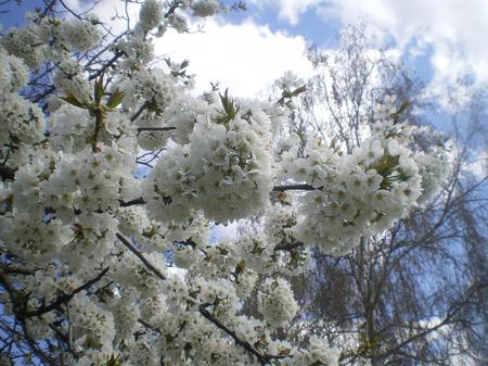 Spring in Bulgaria - nature, nice, sky, bulgaria, spring