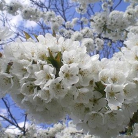 Spring in Bulgaria