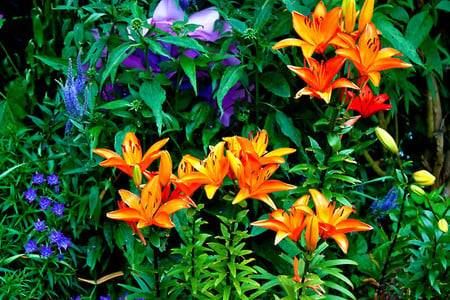 Flowers - nature, orange, colors, flowers