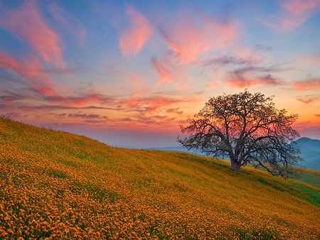 flying  clouds - morning, sky, clouds, tree, flowers, field