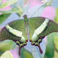 GREEN BUTTERFLY