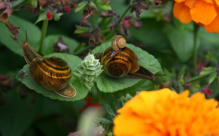 Family time in the Flowers - flowers, snails, orange, baby, family, leaves