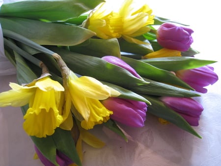 Springtime - flowers, colours, tulips, daffodil