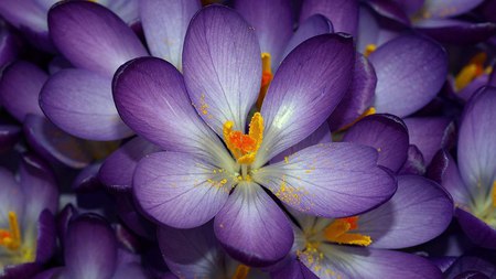 Beautiful color - flowers, nature, purple, beautiful