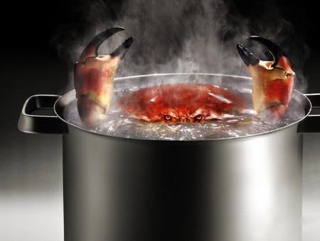 crab - pot, boiling, water, hot, food, cook, eat, crab, funny