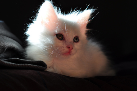 snow white - white, kitten, snow, little, sitting