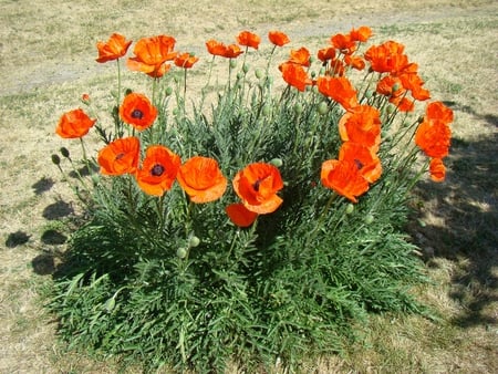 poppies bed - field, bunch, poppies, bed