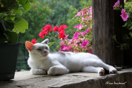 I like doing nothing..... - white, resting, cat, terrace