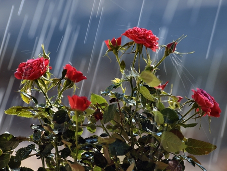 refreshing - roses, summer, garden, red, refreshing, rain