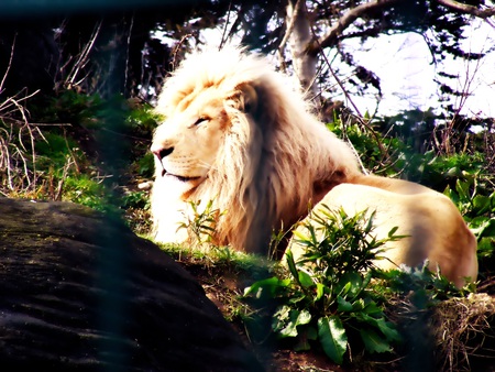 white lion - protected, white, rare, captive