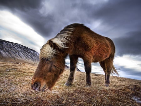 icelandic horse - sky, ride, mane, photography, nature, horse, pretty, clouds, animal