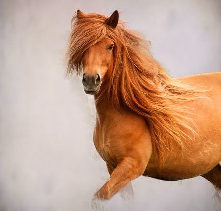 Wild brown - free, gallop, brown, stallion, horse, wild