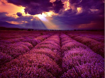 Beautiful Pink Field - nature, sky, purple, pink, beautiful, field, flowers, flower