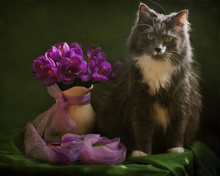 still life - nice, photography, animals, image, bouquet, still life, spring, crocuses, purple, pretty, cool, harmony, cat, gentle, lovely, vase, beautiful, animal, flowers, photo, elegantly, flower