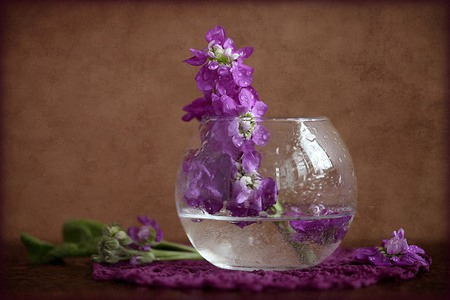 still life - nice, photography, water, still life, purple, cool, pretty, lace, harmony, drops, wet, lovely, gentle, vase, beautiful, flowers, photo, elegantly, flower