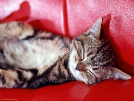 sleeping kitten - kitten, leather, cute, red sofa, sleeping